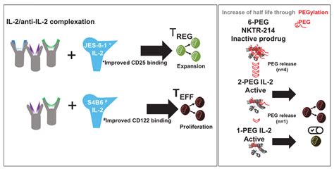 Cells Free Full Text Targeted Activation Of T Cells With Il 2