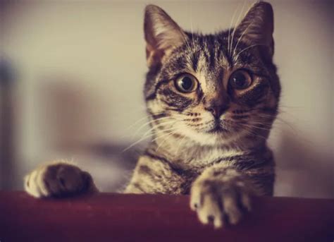 Le FIV Chez Les Chats Ce Que Vous Devez Savoir Animaux Wiki