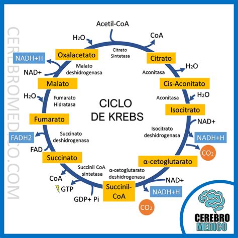 Degradaci N De Amino Cidos Y Ciclo De Krebs Assessment