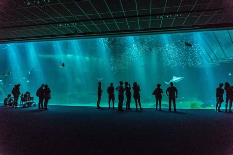 Nausica The Largest Aquarium In Europe In Boulogne Sur Mer