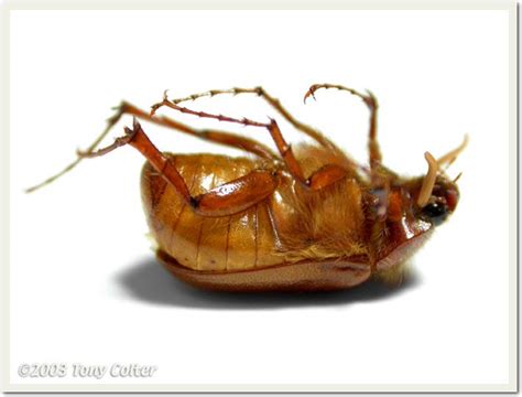 A day in the life of....: The June Bug- The insect that defines Evil