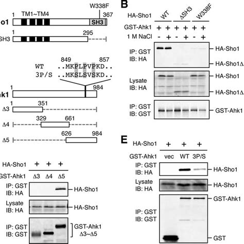 Mapping Of The Pbs2 Binding Domain In Ahk1 A C And E Schematic Download Scientific Diagram