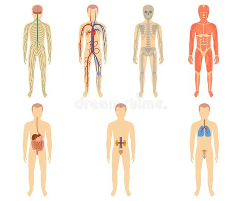 Organs Of The Human Body Cartoon Stock Vector Illustration Of Carton Organsbody 245961477