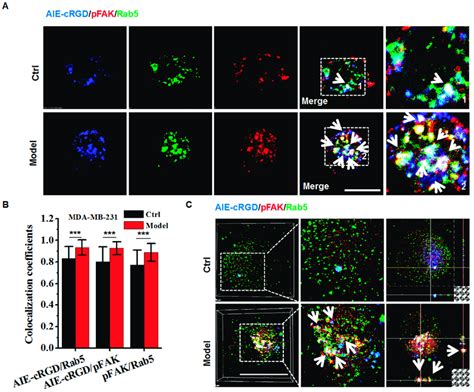 Assaying The Resisting Anoikis In Model Cells Using The Aie Crgd A