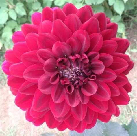 Karma Choc Dahlias By Flower Name