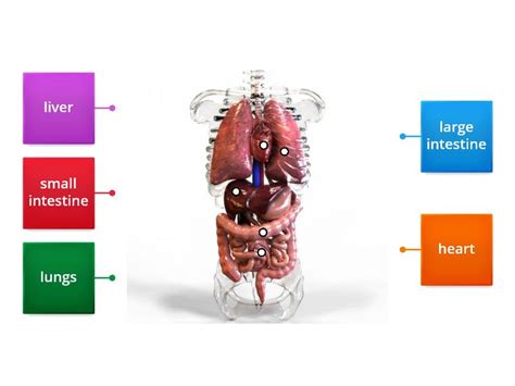 human body - Labelled diagram