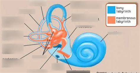 Inner ear Diagram | Quizlet