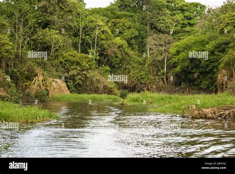 A river and beautiful trees in a rainforest Peru Stock Photo - Alamy