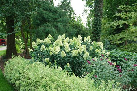 Limelight Prime® Panicle Hydrangea Hydrangea Paniculata Proven