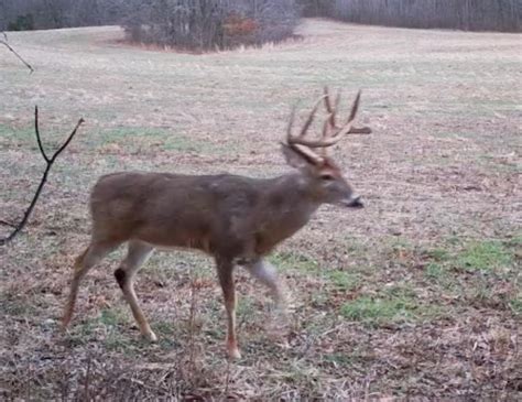 Metropolis Massac County IL Farms And Ranches Timberland Property