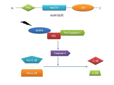 Nod样受体热蛋白结构域相关蛋白3（nlrp3） 知乎