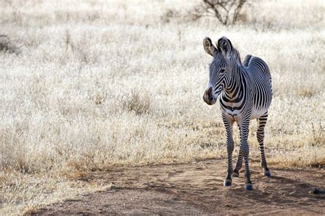 Gravy Zebra Standing In Samburu National Reserve Stock Photo Image Of