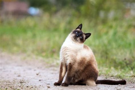 Descubre cómo tratar el síndrome vestibular en gatos