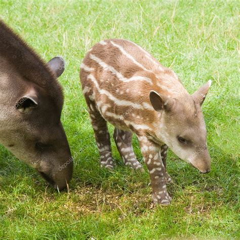 South American Tapir Tapirus Terrestris Brazilian Tapir Lowland