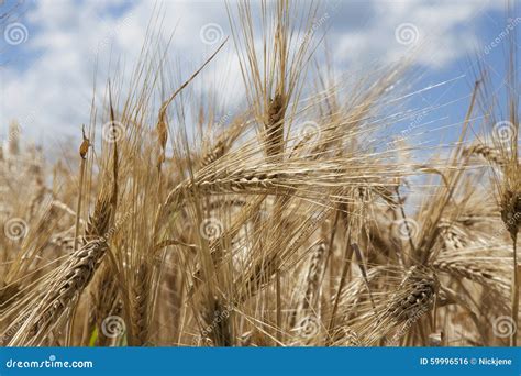 Wheat Grain Stalk Against Blue Sky Close Up Stock Photo Image Of