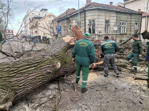 SRUŠIO SE STARI HRAST Dvije ulice u Bijeljini blokirane na sreću nije