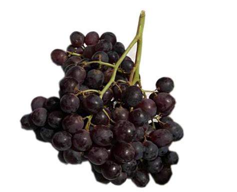 Sweet Celebration Grapes - Dizon Farms Delivers