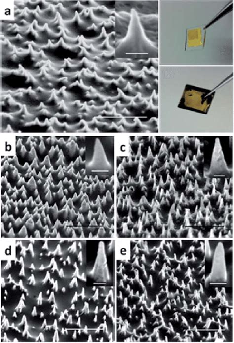 Various As Formed Metal Nanocone Arrays A Sem Image Of An Au Download Scientific Diagram