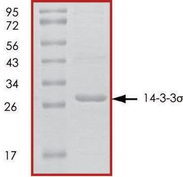 Untagged Human Recombinant Expressed In E Coli Sds