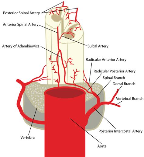 Neuroanatomy Spinal Cord Arteries Statpearls Ncbi Bookshelf