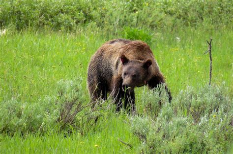 Yellowstone Auf Einer Spannenden Route Entdecken Canusa