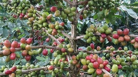 Harga Kopi Gayo Naik di Gayo Lues, Petani Kopi Semakin Semangat ke ...