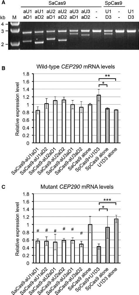 Targeted Deletion Of The Ivs26 Mutation With Single Sacas9 Plasmids Or