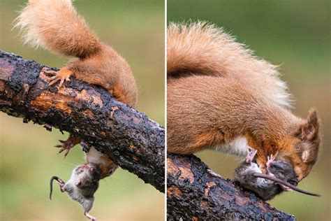 Moment Red Squirrel Bites Baby Rat Before Throwing It To Its Death In