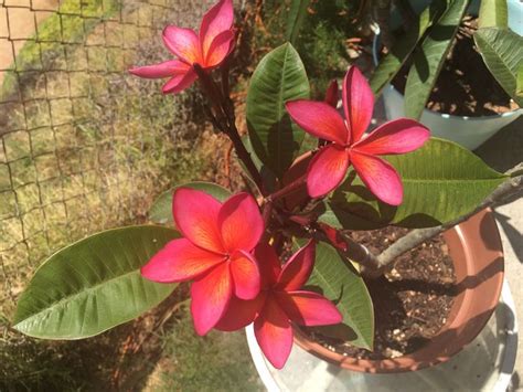 How To Grow Plumeria From Cuttings With Pictures Wikihow