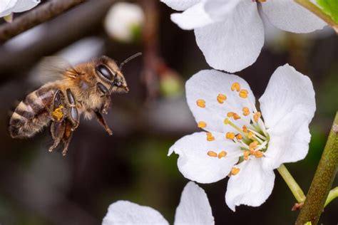 Abeja voladora recogiendo polen de la flor del árbol abeja en vuelo