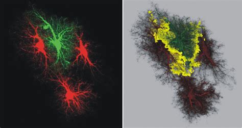 Diversity Of Astrocyte Functions And Phenotypes In Neural Circuits