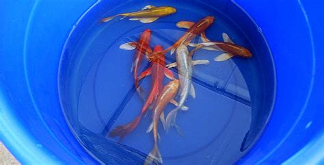 Introducing New Koi To Your Pond Hydrosphere The Koi Pond Experts