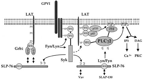 Model for the mechanism of regulation of PLC ␥ 2 tyrosine... | Download