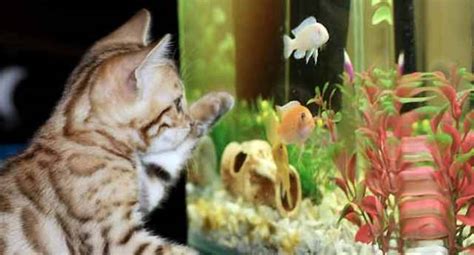 Tropical fish tank – Aquarium Tips