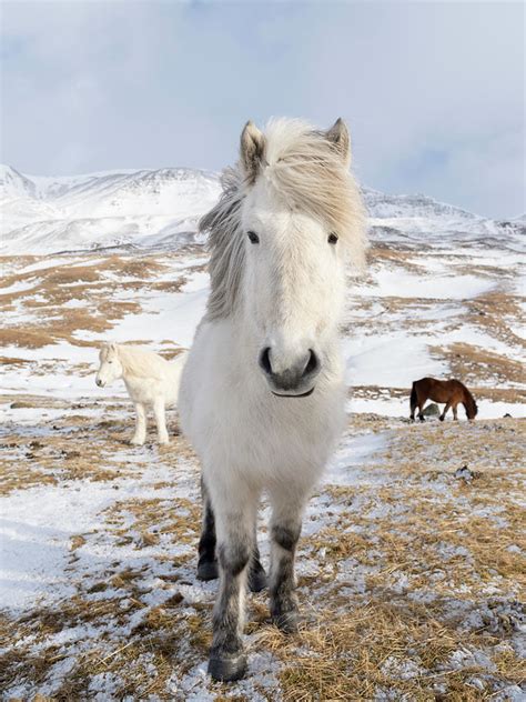 Icelandic Horse With Typical Winter Coat Photograph By Martin Zwick