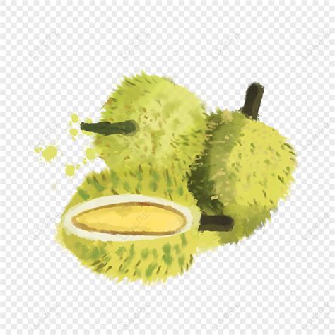 Watercolor Durian Delicious Fruit Delicious King Of Fruits Delicious