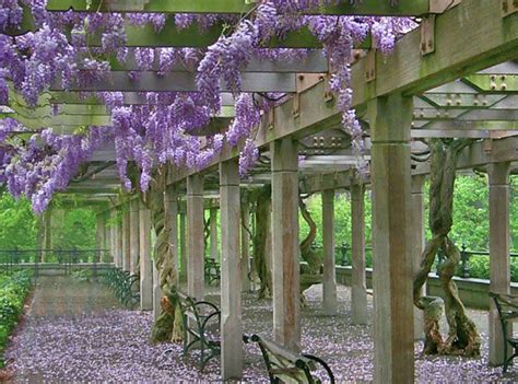 Wisteria Pergola - Central Park