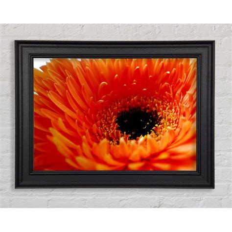 Ebern Designs Orange Gerbera Nahaufnahme Einzelner Bilderrahmen