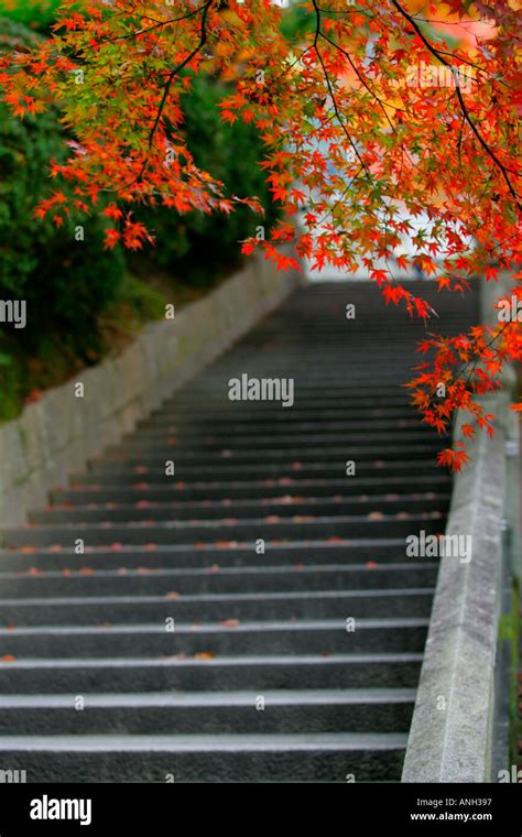 Japanese Maple Trees Lining Stairway At Kiyomizu Temple In Kyoto Japan