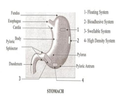 Anatomy Of Stomach With Different Gastroretentive Drug Delivery System