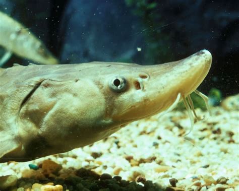 Lake sturgeon - Facts, Diet, Habitat & Pictures on Animalia.bio