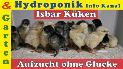 Isbar K Ken Aufzucht Ohne Glucke Mit W Rmeplatte Gr Nleger