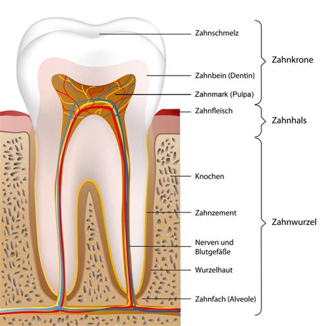 Aufbau Und Anatomie Des Zahnes