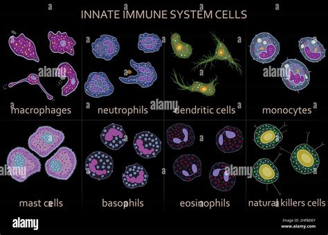 Set Of Innate Immune System Cells Vector Illustration Stock Vector