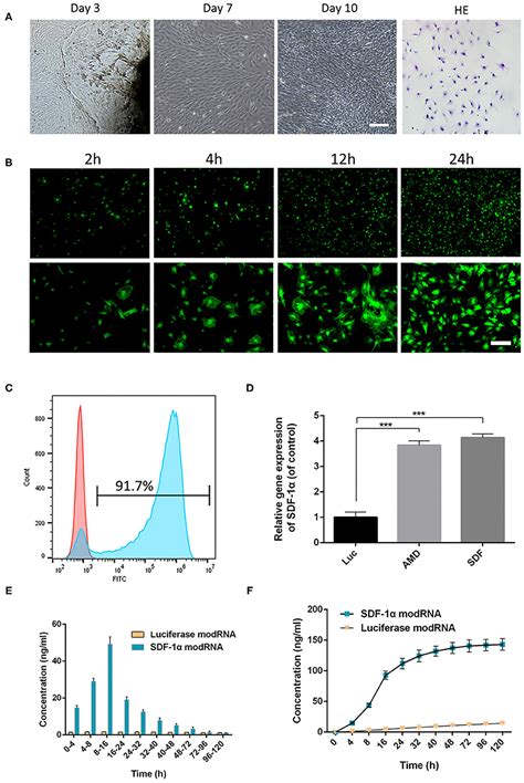 Frontiers Chemically Modified Sdf Mrna Promotes Random Flap