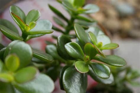 Dwarf Jade How To Care For This Sturdy Succulent