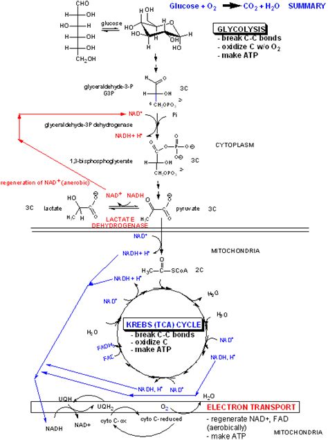 C8 Overall Coupling Oxidation And Atp Synthesis Chemistry Libretexts