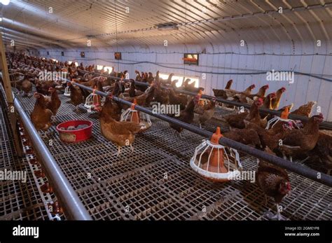 Free range chicken egg farm Stock Photo - Alamy