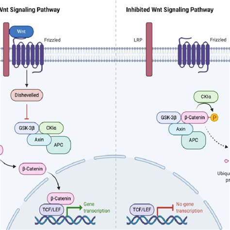 Wnt Signaling Pathway Activation And Inhibition Download Scientific