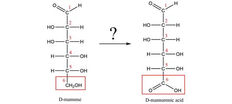 Which Reaction Converts Mannose To Mannuronic Acid A Enz Quizlet